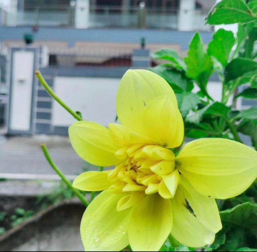 Maldevta Retreat Home Dehradun Eksteriør bilde